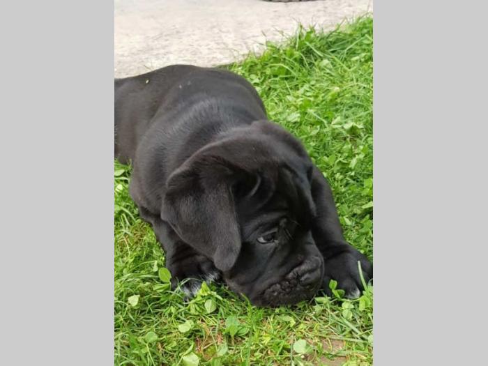 cane corso štenci,izložbenog potencijala besplatni mali oglasi