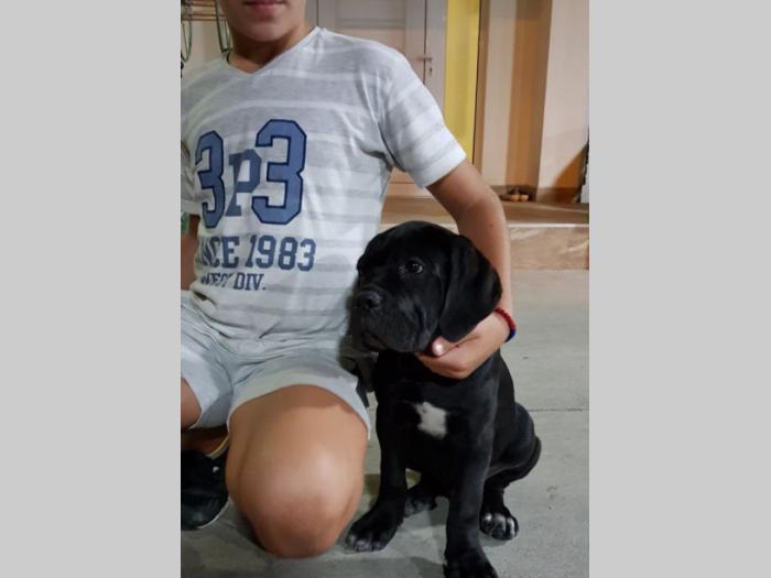 cane corso štenci,izložbenog potencijala besplatni mali oglasi