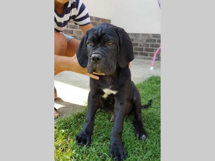 cane corso štenci,izložbenog potencijala besplatni mali oglasi