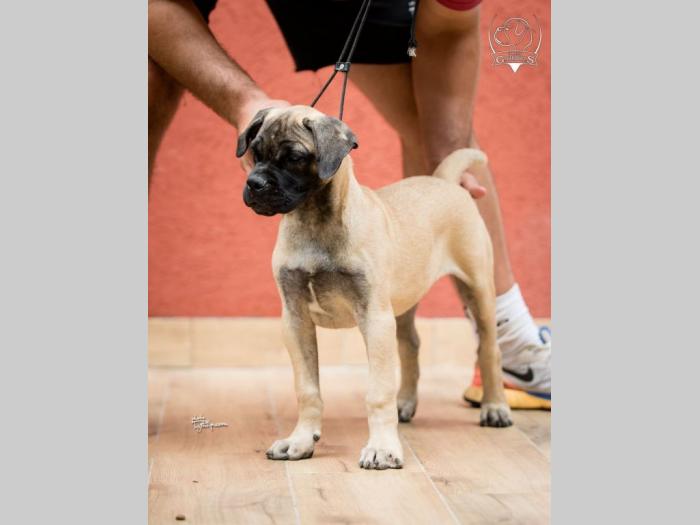 ženska štenad bullmastiff a besplatni mali oglasi