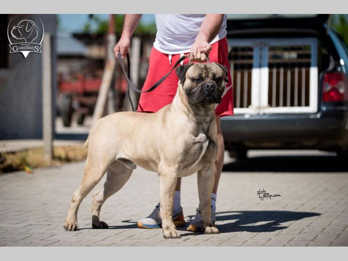 ženska štenad bullmastiff a besplatni mali oglasi