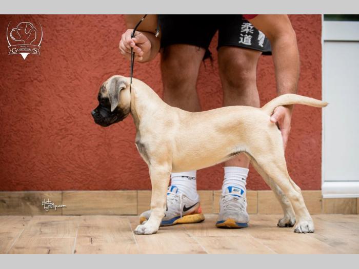 ženska štenad bullmastiff a besplatni mali oglasi