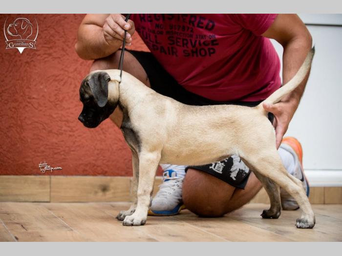 ženska štenad bullmastiff a besplatni mali oglasi