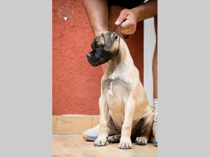 ženska štenad bullmastiff a besplatni mali oglasi