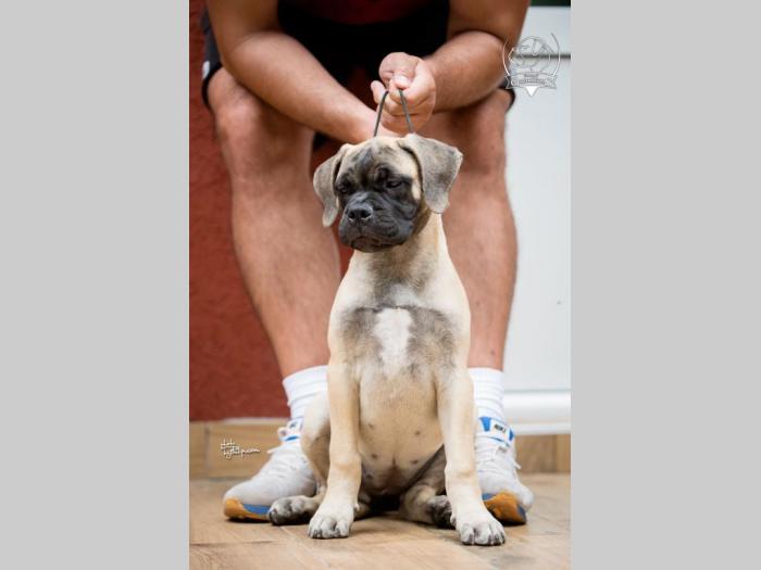 ženska štenad bullmastiff a besplatni mali oglasi