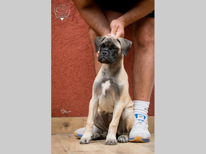 ženska štenad bullmastiff a besplatni mali oglasi