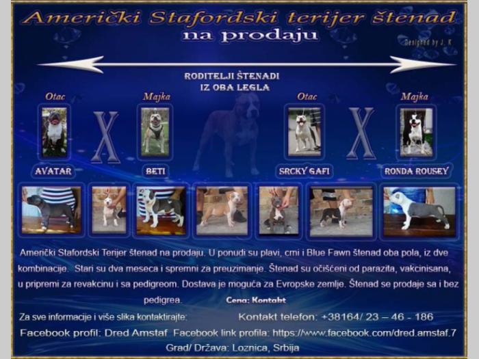 američki stafordski terijer štenad na prodaju besplatni mali oglasi