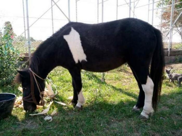 poni konji ženskog pola besplatni mali oglasi
