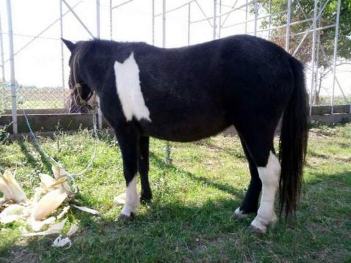 poni konji ženskog pola besplatni mali oglasi