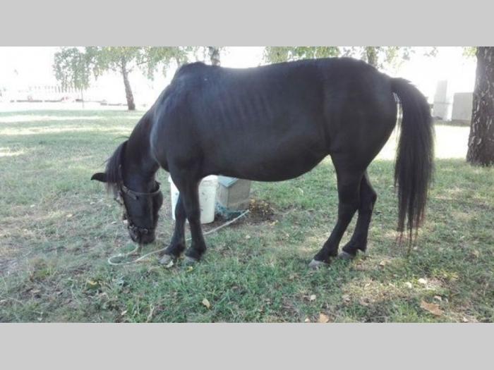 poni konji ženskog pola besplatni mali oglasi