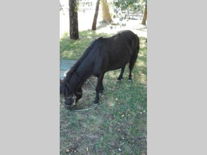 poni konji ženskog pola besplatni mali oglasi