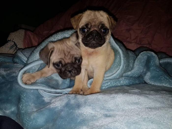 mops štenci besplatni mali oglasi