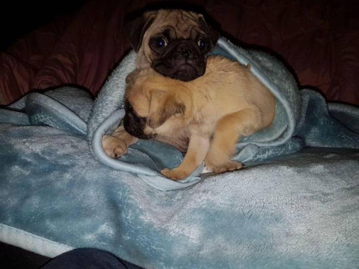 mops štenci besplatni mali oglasi