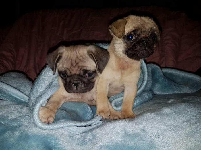 mops štenci besplatni mali oglasi