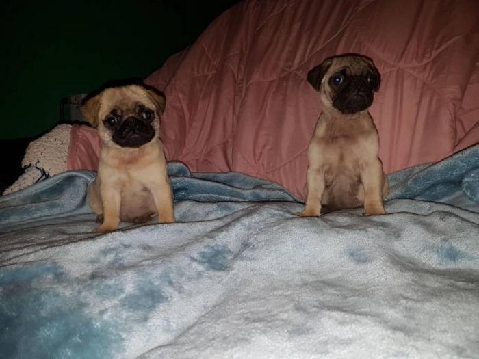 mops štenci besplatni mali oglasi