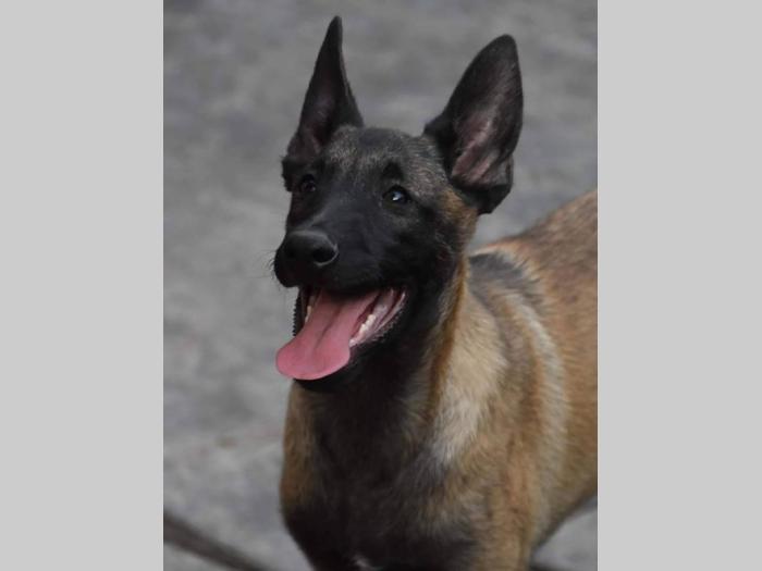 malinoa štenci vrhunskih krvnih linija besplatni mali oglasi