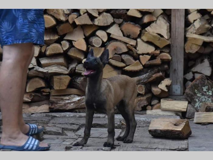 malinoa štenci vrhunskih krvnih linija besplatni mali oglasi