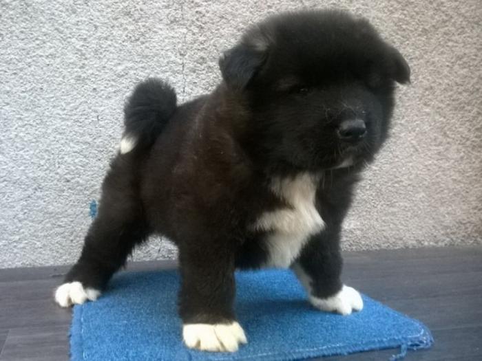 američka akita štenad besplatni mali oglasi