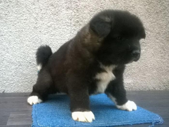 američka akita štenad besplatni mali oglasi
