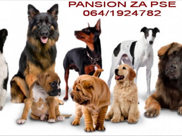 pansion za pse beograd besplatni mali oglasi
