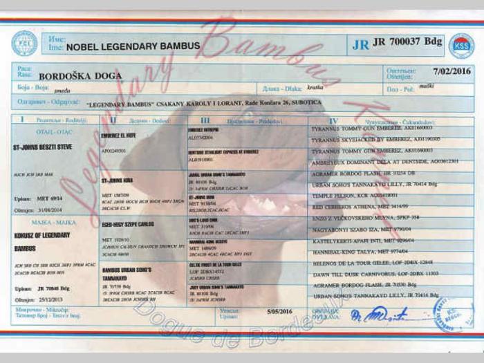 bordoška doga vrhunski mužjak za parenje besplatni mali oglasi