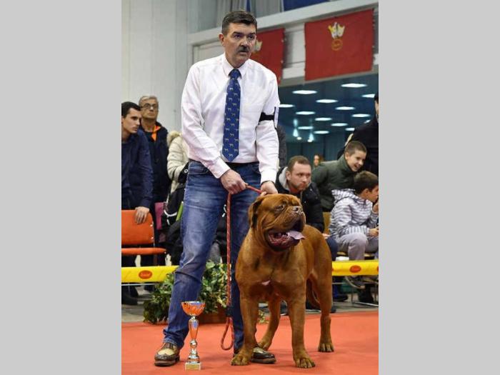 bordoška doga vrhunski mužjak za parenje besplatni mali oglasi