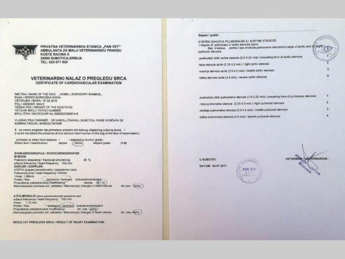 bordoška doga vrhunski mužjak za parenje besplatni mali oglasi