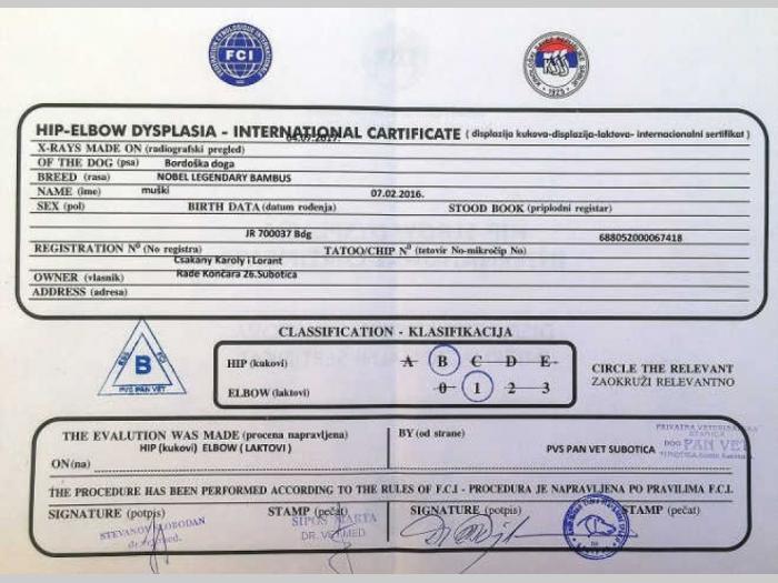 bordoška doga vrhunski mužjak za parenje besplatni mali oglasi