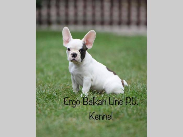 francuski buldog muško štene odličnog porekla besplatni mali oglasi