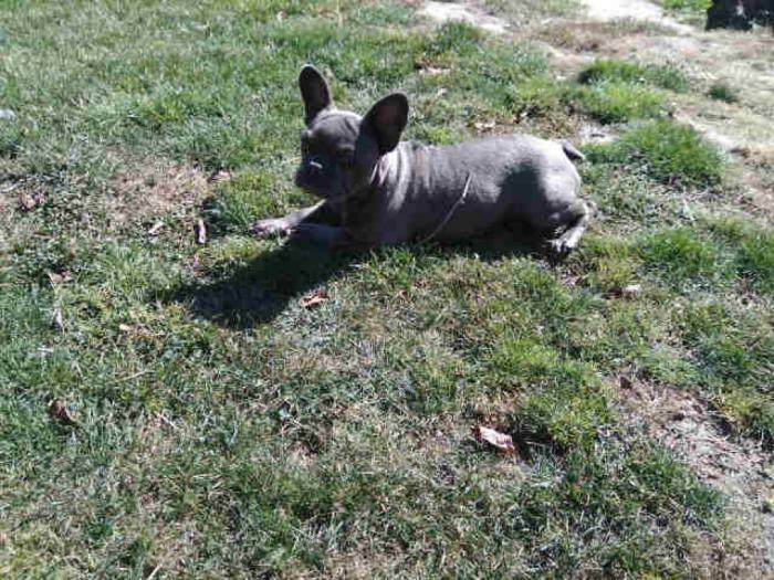 francuski buldog plavo, žensko štene besplatni mali oglasi