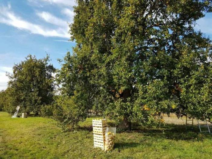 kruške na prodaju besplatni mali oglasi