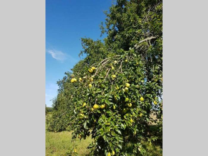 kruške na prodaju besplatni mali oglasi