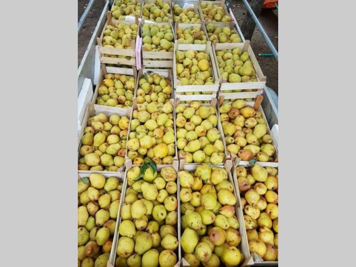 kruške na prodaju besplatni mali oglasi