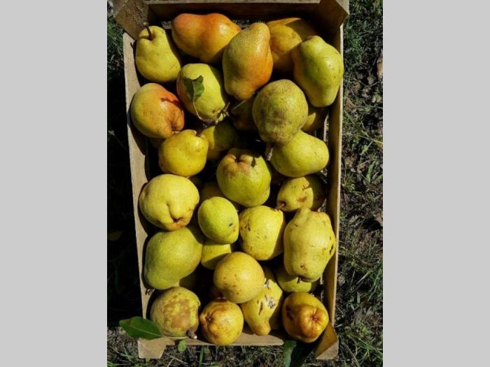 kruške na prodaju besplatni mali oglasi