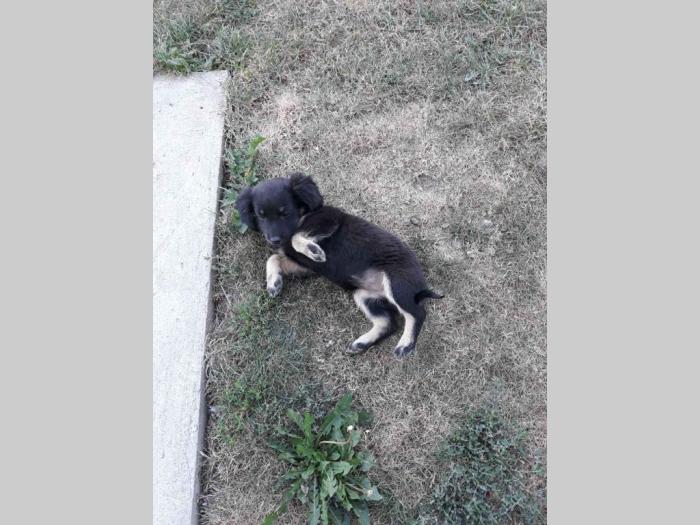 poklanjam terijera i štene mešanca besplatni mali oglasi