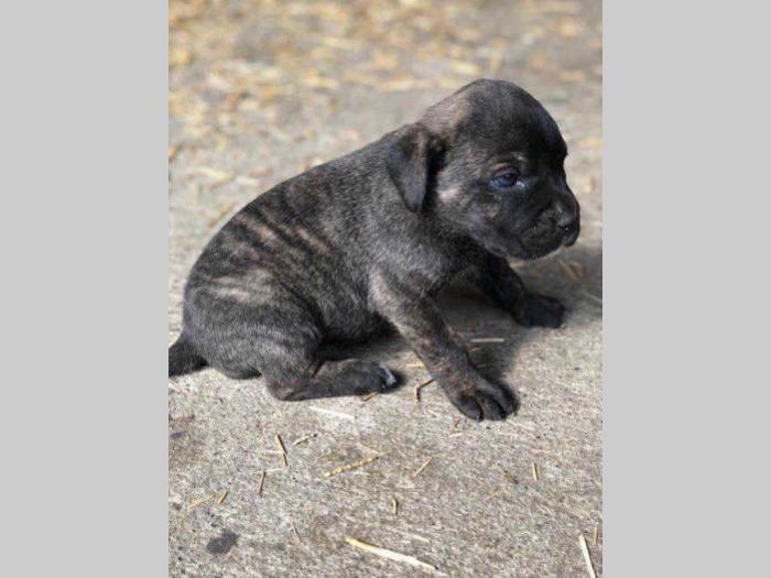 cane corso prelepi štenci besplatni mali oglasi