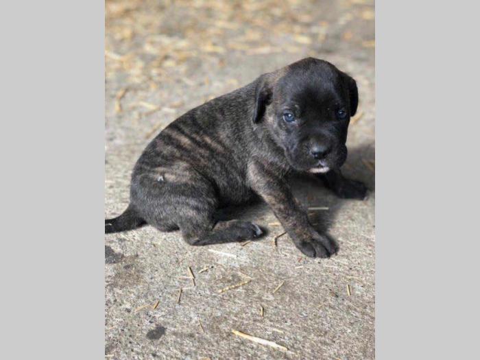 cane corso prelepi štenci besplatni mali oglasi