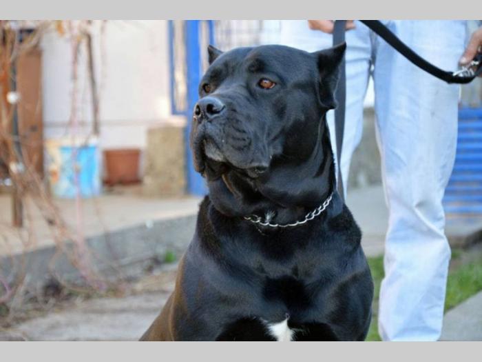 mužjak cane corso besplatni mali oglasi