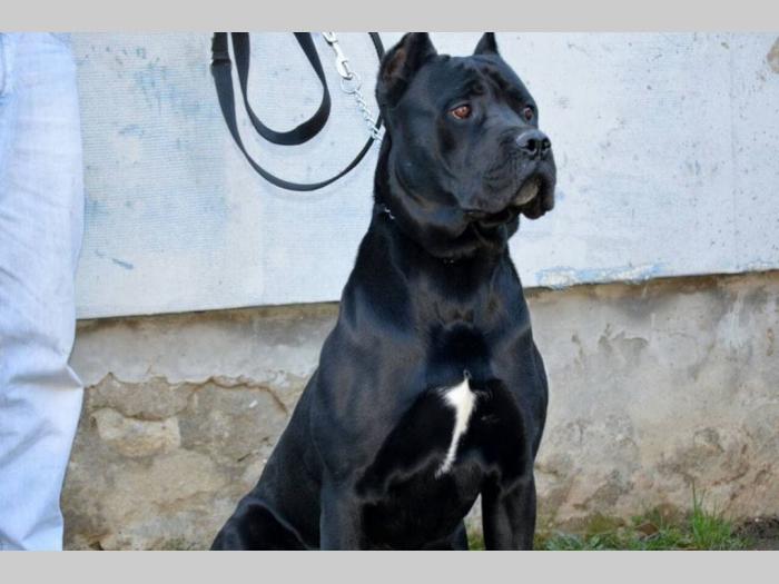 mužjak cane corso besplatni mali oglasi