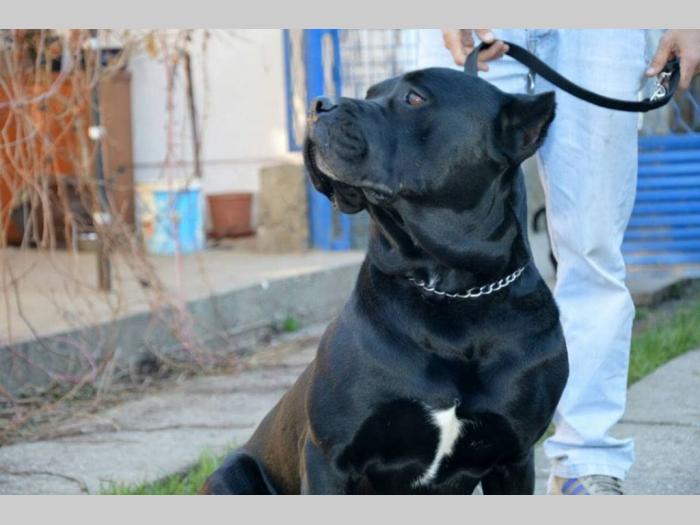 mužjak cane corso besplatni mali oglasi