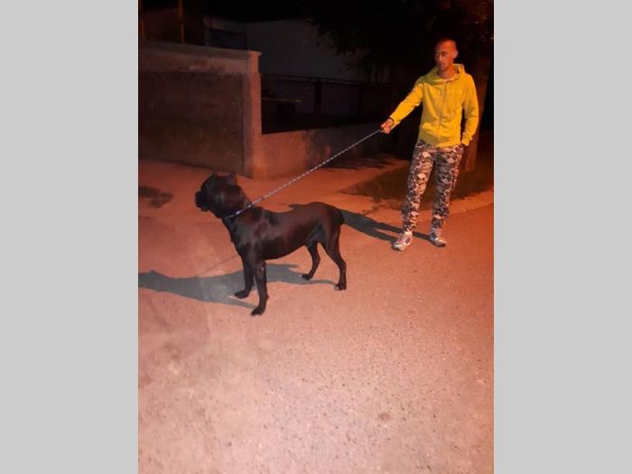 mužjak cane corso besplatni mali oglasi