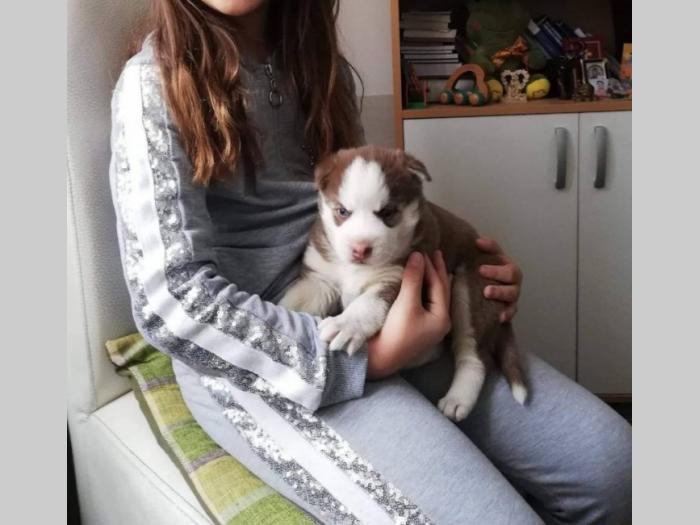 prodajem štene sibirski haski besplatni mali oglasi