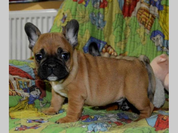 francuski buldog štenci, bež i žute boje besplatni mali oglasi