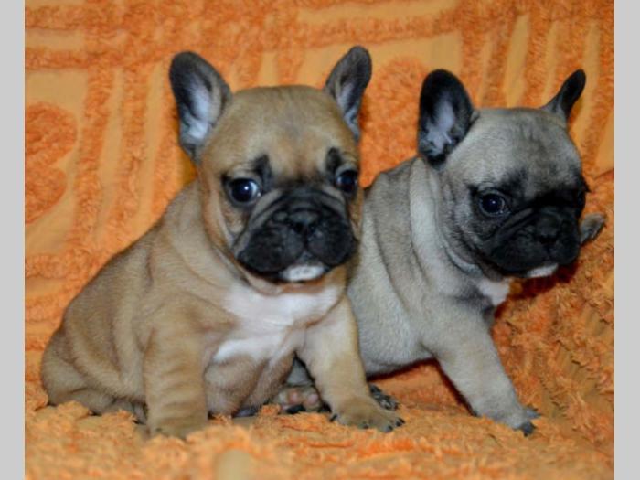 francuski buldog štenci, bež i žute boje besplatni mali oglasi