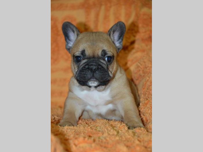 francuski buldog štenci, bež i žute boje besplatni mali oglasi