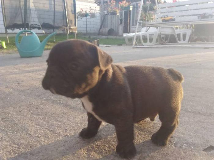 francuski buldog štenci besplatni mali oglasi