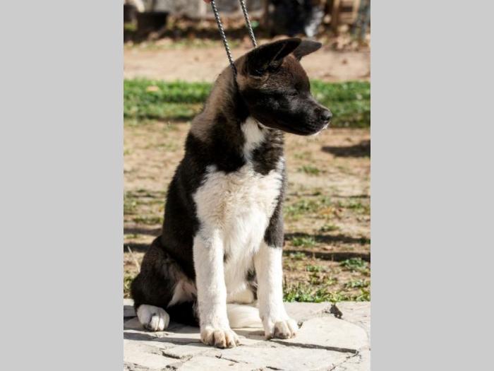 američka akita štenci besplatni mali oglasi