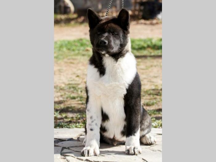američka akita štenci besplatni mali oglasi