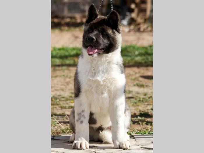 američka akita štenci besplatni mali oglasi