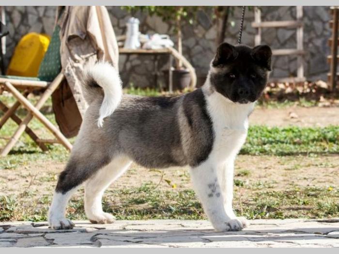 američka akita štenci besplatni mali oglasi